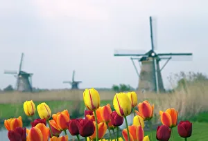 Dutch Landscape Photography Prints: Windmills and tulips