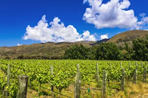 Wine grapes at Rippon Vineyard on the shore of Lake Wanaka, Otago, South Island Wine grapes at Rippon Vineyard on the shore of Lake Wanaka, Otago, South Island