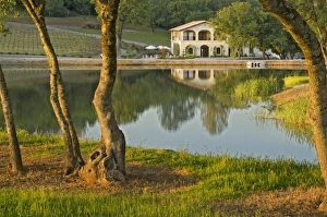 Winery and vineyard reflected in pond at David Girard Vineyards winery. North America Winery and vineyard reflected in pond at David Girard Vineyards winery. North America