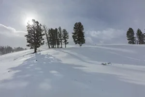 Winter shadows from douglas fir trees in Yellowstone National Park, Wyoming, USA Winter shadows from douglas fir trees in Yellowstone National Park, Wyoming, USA