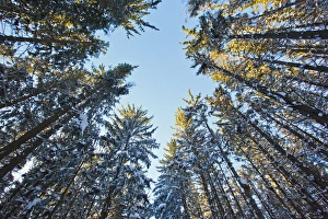 Winter in a spruce forest at the Notchview Reservation in the Berkshires. Windsor, Massachusetts Winter in a spruce forest at the Notchview Reservation in the Berkshires. Windsor, Massachusetts
