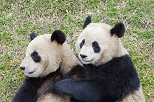 Wolong Reserve, China, Giant panda hugging another Wolong Reserve, China, Giant panda hugging another