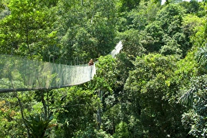 Woman on a canopy walkway above the Amazon Jungle of Brazil or Peru, South America Woman on a canopy walkway above the Amazon Jungle of Brazil or Peru, South America