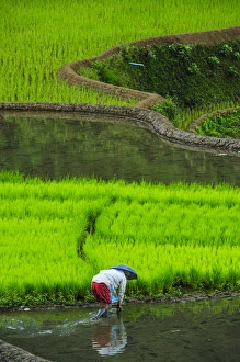 Woman working on the Unesco world heritage sight the rice terraces of Banaue, Northern Luzon Woman working on the Unesco world heritage sight the rice terraces of Banaue, Northern Luzon