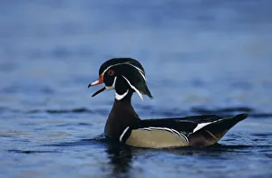 Wood Duck, Aix sponsa, male calling, New Braunfels, Texas, USA Wood Duck, Aix sponsa, male calling, New Braunfels, Texas, USA