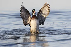 Wood duck male flapping wings in wetland, Marion County, Illinois Wood duck male flapping wings in wetland, Marion County, Illinois