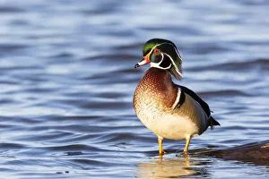 Wood duck male in wetland, Marion County, Illinois Wood duck male in wetland, Marion County, Illinois