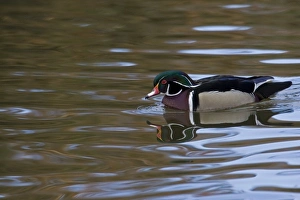 Wood Duck with reflections at Santee Lakes in San Diego CA Wood Duck with reflections at Santee Lakes in San Diego CA