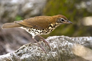 Wood Thrush (Hylocichla mustelina) Belize, Central America. Range: USA migrates to Wood Thrush (Hylocichla mustelina) Belize, Central America. Range: USA migrates to