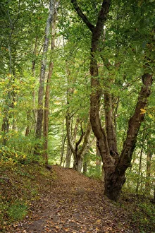 Woodland trail, Peaks Of Otter, Blue Ridge Parkway, Smoky Mountains, USA Woodland trail, Peaks Of Otter, Blue Ridge Parkway, Smoky Mountains, USA