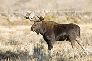 WY, Grand Teton National Park, Bull Moose, (Alces alces) WY, Grand Teton National Park, Bull Moose, (Alces alces)