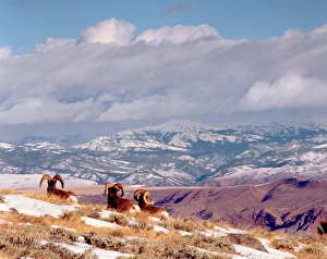 Wyoming, near Dubois, Wind River Mountains, Whiskey Mountain Wyoming, near Dubois, Wind River Mountains, Whiskey Mountain