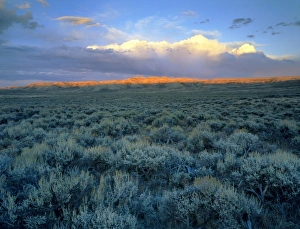 Wyoming, USA. Big sagebrush (Artemesia tridentata) at head of Jack Morrow Creek drainage Wyoming, USA. Big sagebrush (Artemesia tridentata) at head of Jack Morrow Creek drainage