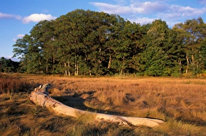 Yarmouth, ME. A driftwood log in salt marsh grasses near the Royal River. TPL project Yarmouth, ME. A driftwood log in salt marsh grasses near the Royal River. TPL project
