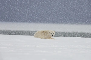 A yearling polar bear cub lays in the snow during a snowstorm on, the Beaufort Sea coastline A yearling polar bear cub lays in the snow during a snowstorm on, the Beaufort Sea coastline