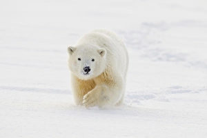 A yearling polar bear cub plays in the snow on the edge of the Beaufort Sea, in ANWR A yearling polar bear cub plays in the snow on the edge of the Beaufort Sea, in ANWR