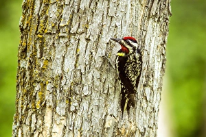 Yellow Bellied Sapsucker in the Turtle Mountains, North Dakota, USA Yellow Bellied Sapsucker in the Turtle Mountains, North Dakota, USA