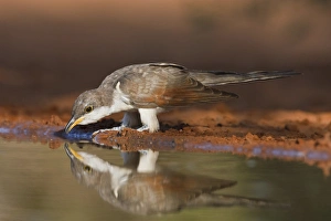Yellow-billed Cuckoo (Coccyzus americanus) drinking, Texas, USA, spring Yellow-billed Cuckoo (Coccyzus americanus) drinking, Texas, USA, spring