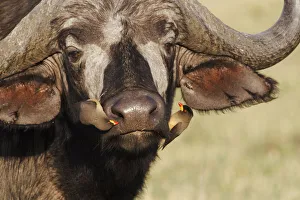 Yellow-billed Oxpecker on African buffalo, Masai Mara, Kenya, Africa Yellow-billed Oxpecker on African buffalo, Masai Mara, Kenya, Africa