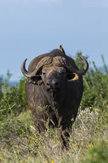 Yellow-billed oxpecker (Buphagus africanus) on a Cape buffalo (Syncerus caffer), Tsavo Yellow-billed oxpecker (Buphagus africanus) on a Cape buffalo (Syncerus caffer), Tsavo
