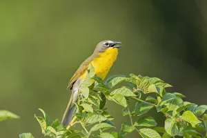 Yellow-breasted chat singing, Marion County, Illinois Yellow-breasted chat singing, Marion County, Illinois
