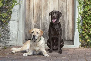 Yellow and Chocolate Labrador Retrievers sitting on rock patio Yellow and Chocolate Labrador Retrievers sitting on rock patio