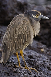 Yellow-crowned night heron (Nyctanassa violacea) Tower (Genovesa) Island Galapagos Islands Ecuador Yellow-crowned night heron (Nyctanassa violacea) Tower (Genovesa) Island Galapagos Islands Ecuador