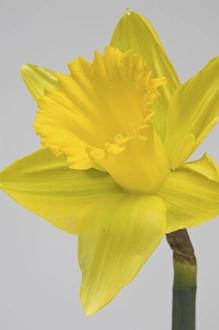 Wildflower Photography Tips Prints: Yellow daffodil