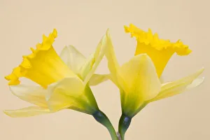 Prints of Yellow daffodils Images Dated 2006 March: Yellow Daffodils Print