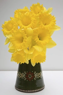 Yellow Daffodils Prints: Yellow daffodils