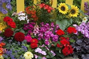 Yellow fence with summertime flower garden in full bloom, Sammamish Washington Yellow fence with summertime flower garden in full bloom, Sammamish Washington
