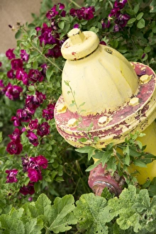 Images Dated 29th June 2015: Yellow Fire Hydrant Print, Taos New Mexico
