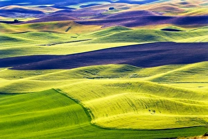 Yellow Green Wheat Fields Black Dirt Fallow Land from Steptoe Butte at Palouse Washington Yellow Green Wheat Fields Black Dirt Fallow Land from Steptoe Butte at Palouse Washington
