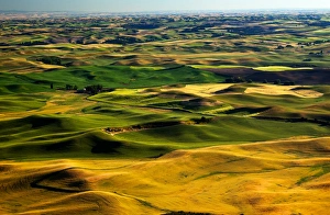 Yellow Green Wheat Fields Roads and Farms from Steptoe Butte at Palouse Washington Yellow Green Wheat Fields Roads and Farms from Steptoe Butte at Palouse Washington