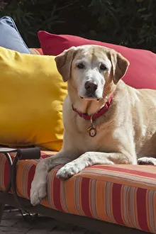 Yellow labrador on bright patio recliner (PR) Yellow labrador on bright patio recliner (PR)