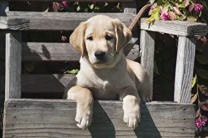 Yellow labrador puppy sitting on wooden chair (PR) Yellow labrador puppy sitting on wooden chair (PR)