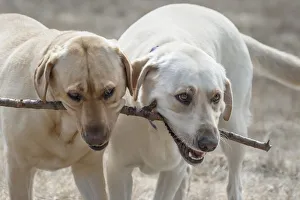 Two Yellow Labrador Retreivers playing with a stick Two Yellow Labrador Retreivers playing with a stick
