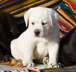 Images Dated 15th December 2006: A Yellow Labrador Retriever puppy sitting on Southwestern blanket