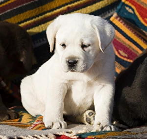 A Yellow Labrador Retriever puppy sitting on Southwestern blanket A Yellow Labrador Retriever puppy sitting on Southwestern blanket