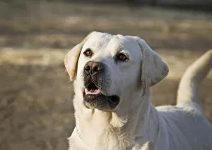 Images Dated 15th December 2006: Yellow Labrador Retriever waiting