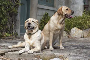 Yellow Labrador Retrievers sitting on rock patio Yellow Labrador Retrievers sitting on rock patio