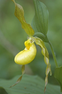 Yellow Ladyslipper (Cypripedium calceolus) Orchid family (Orchidaceae) along a wooded path Yellow Ladyslipper (Cypripedium calceolus) Orchid family (Orchidaceae) along a wooded path