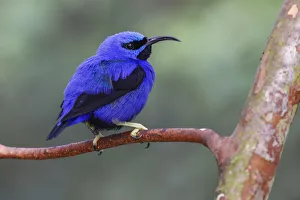 Yellow-legged honeycreeper, native to South America Yellow-legged honeycreeper, native to South America