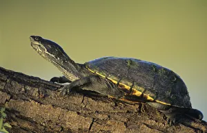 Yellow Mud Turtle, Kinosternon flavescens, adult sunning on log, Starr County Yellow Mud Turtle, Kinosternon flavescens, adult sunning on log, Starr County