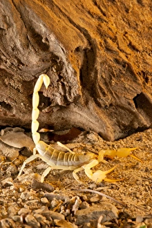 Yellow Sand Scorpion, Smeringenus mesaensis, Native to Africa Yellow Sand Scorpion, Smeringenus mesaensis, Native to Africa