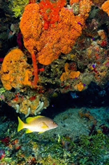 Yellow Snapper and Orange Encrusting Sponge (Diplastrealla sp.) Hol Chan Marine Preserve Yellow Snapper and Orange Encrusting Sponge (Diplastrealla sp.) Hol Chan Marine Preserve