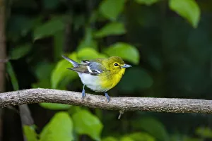 Yellow-throated Vireo (Vireo flavifrons) perched Yellow-throated Vireo (Vireo flavifrons) perched