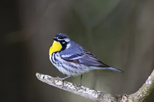 Yellow-throated warbler (Dendroica dominica) perched Yellow-throated warbler (Dendroica dominica) perched