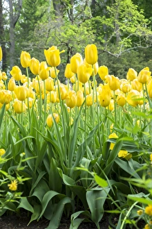 Yellow tulips, Kennett Square, Pennsylvania, USA Yellow tulips, Kennett Square, Pennsylvania, USA