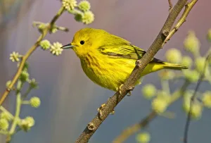 South Padre Island Texas Prints: Yellow Warbler